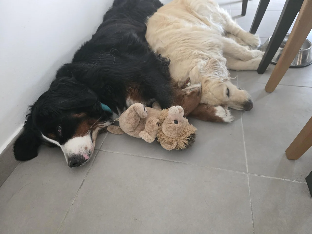 Sky et Whynot couchés côte à côte, avec une peluche entre eux